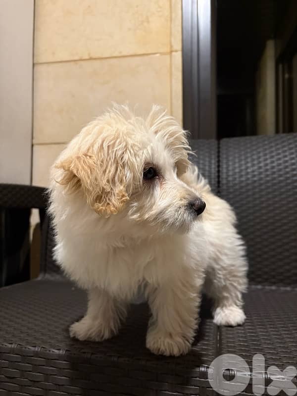 maltipoo 3