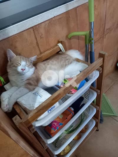 بسينات للتبني