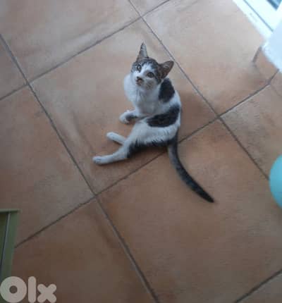 بسينات للتبني