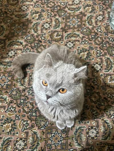 Male cat for marriage