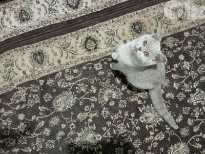 for sale 81181204 whatsup only plz