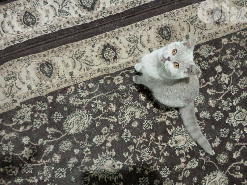 for sale 81181204 whatsup only plz 1