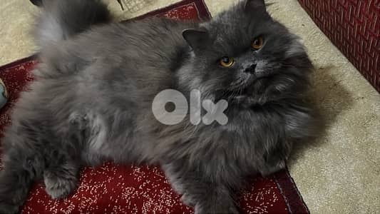 persian cat, قط للبيع