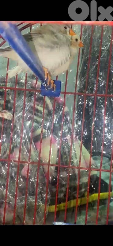 روز وكنارات وطيور الجنة