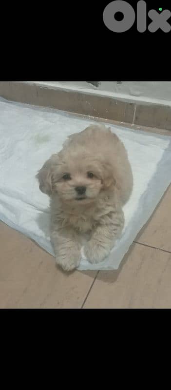 maltipoo