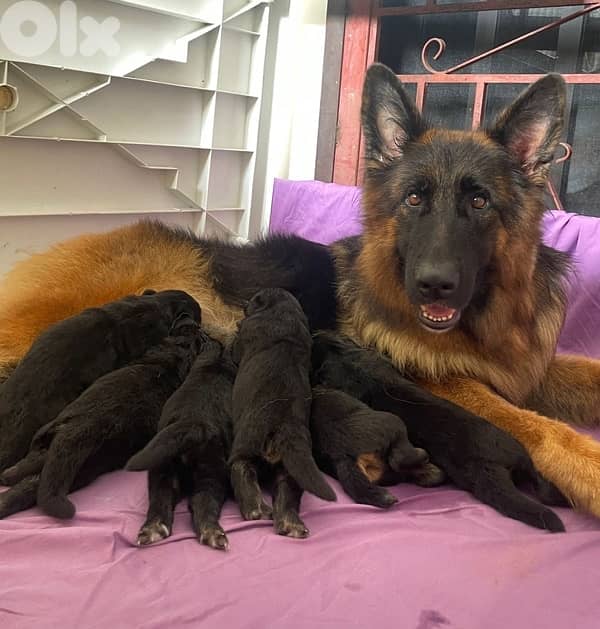 german shepherd gsd 1