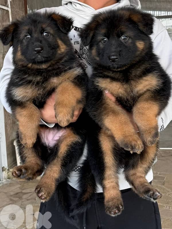 german shepherd gsd 2