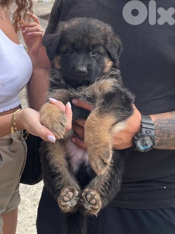 german shepherd gsd 3