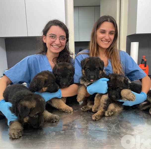 german shepherd gsd 4