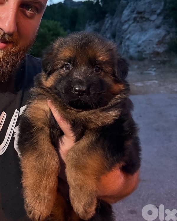 german shepherd gsd 5