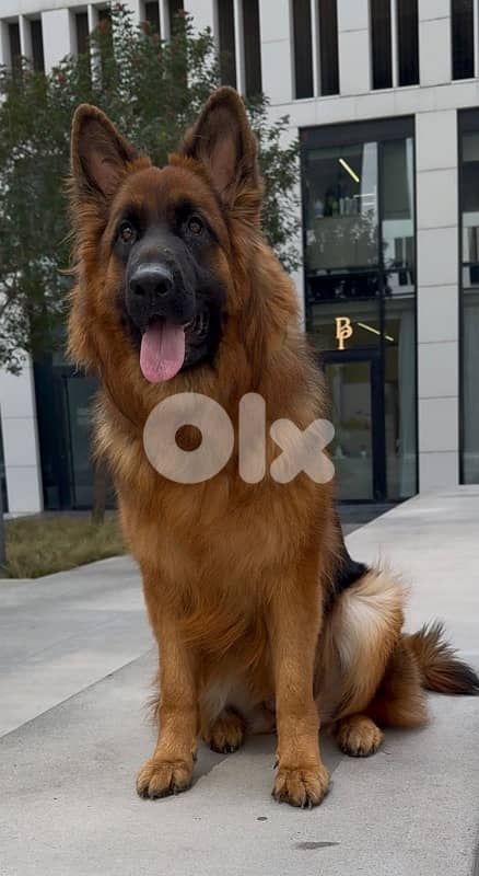 german shepherd gsd 6