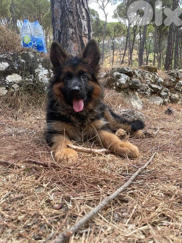 german shepherd gsd 7