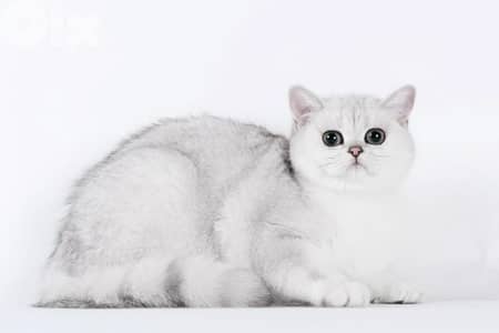 silver chanchilla for contact 70485808