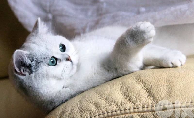 silver chanchilla for contact 70485808 1