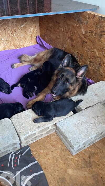 German Shepherd Gsd Male Berger Allemand