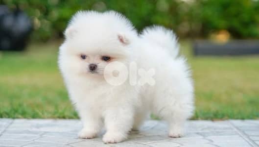 Pomeranian teacup
