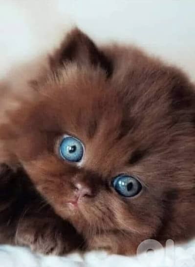 british chocolate for contact 70485808