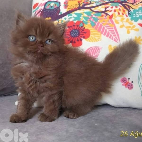 british chocolate for contact 70485808 1