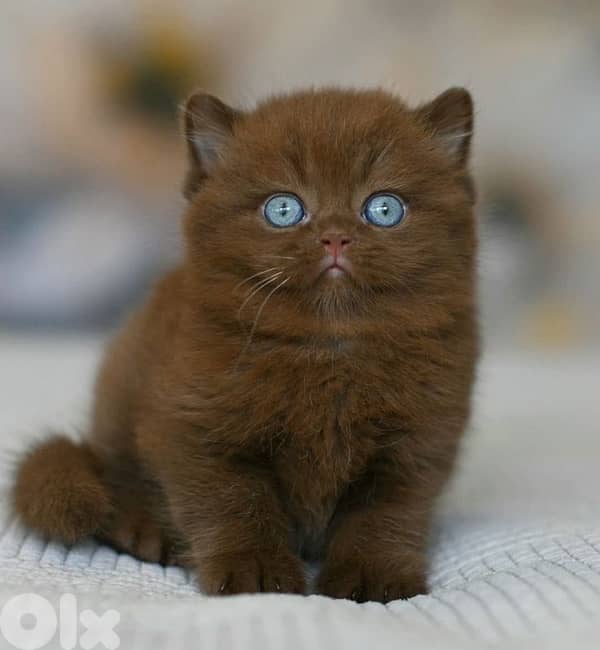 british chocolate for contact 70485808 2