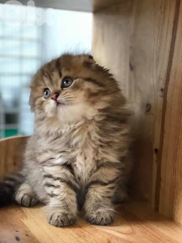 british chocolate for contact 70485808 3