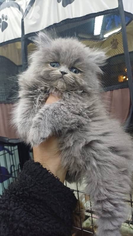 british chocolate for contact 70485808 4