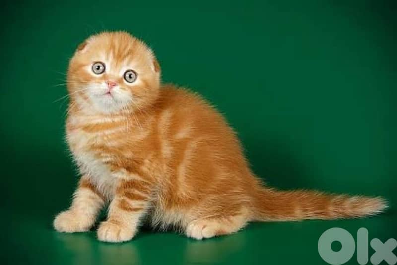 british chocolate for contact 70485808 6