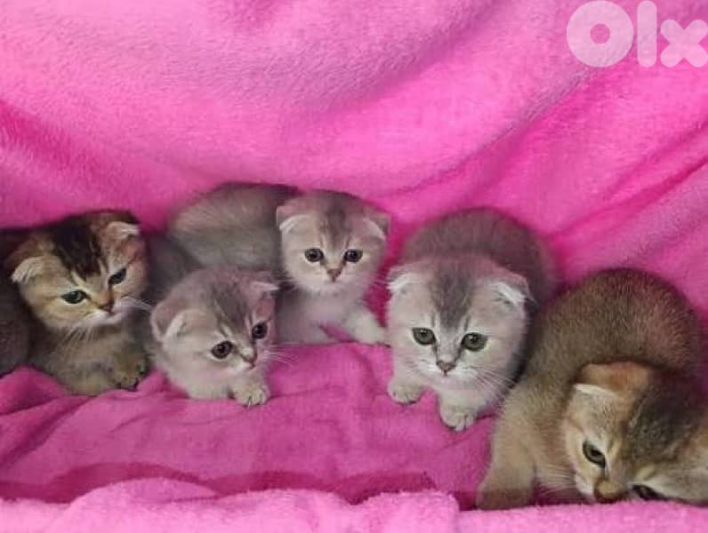 british chocolate for contact 70485808 7