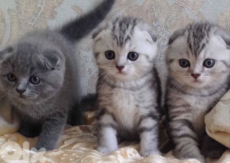 british chocolate for contact 70485808 8