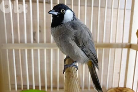 بلبل عراقي روعة مغرد