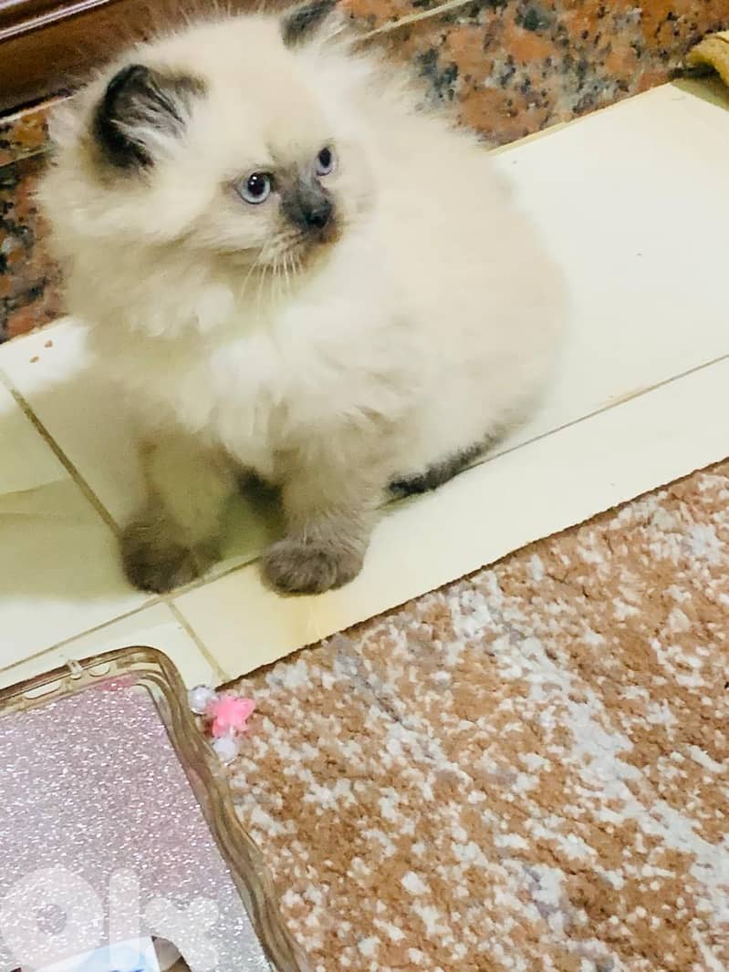 Kitten for sale 1