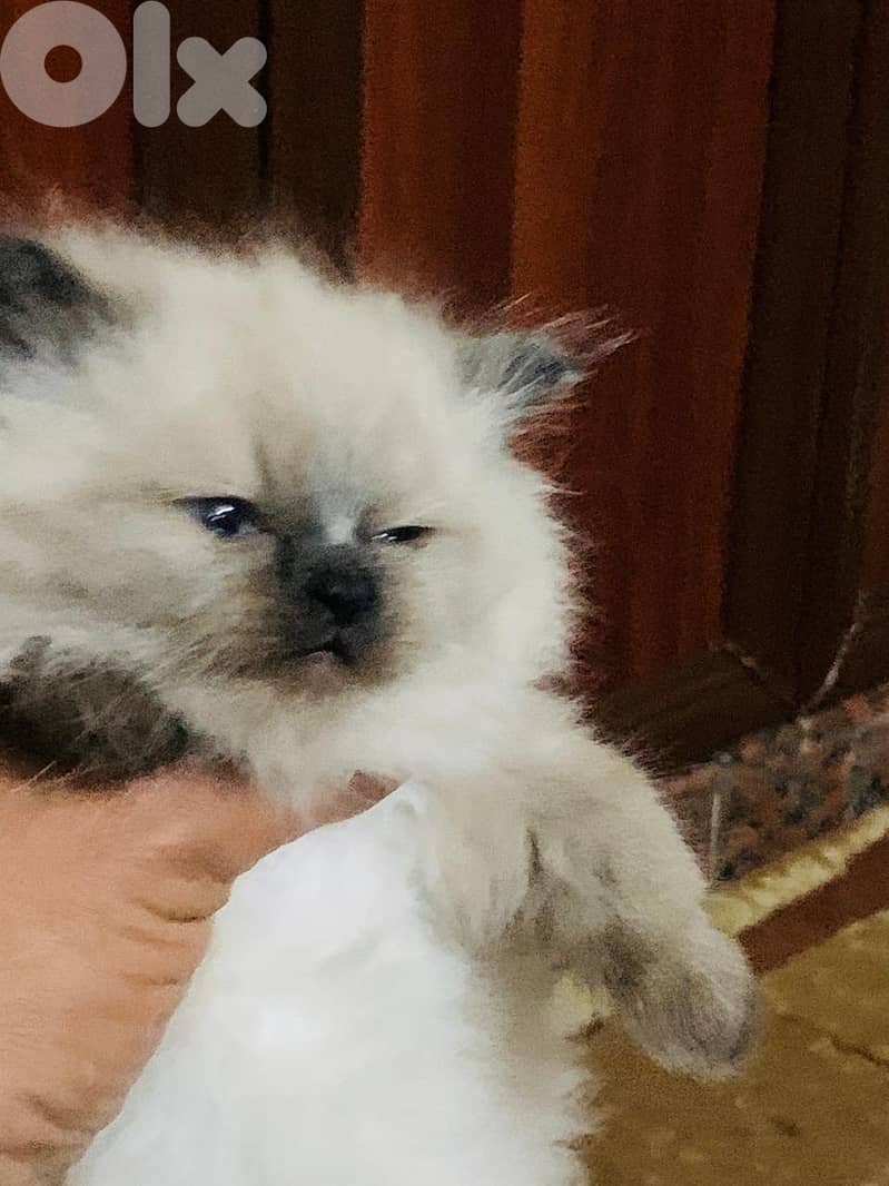 Kitten for sale 2