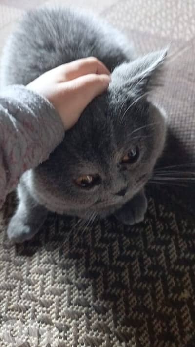 all vaccines taken with health certificate