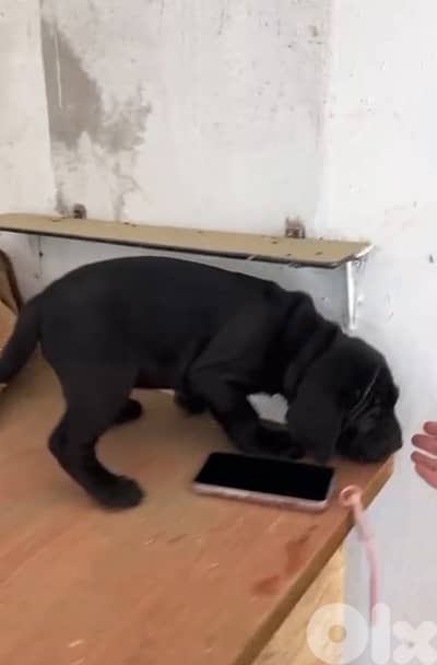big puppy cane corso male