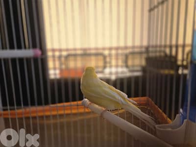 Two Beautiful Male Singers with Cages