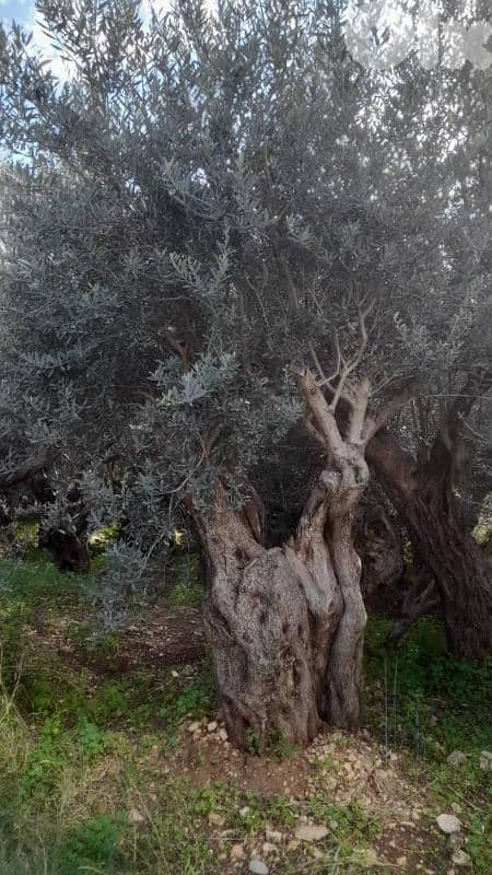 Aged olive trees 1