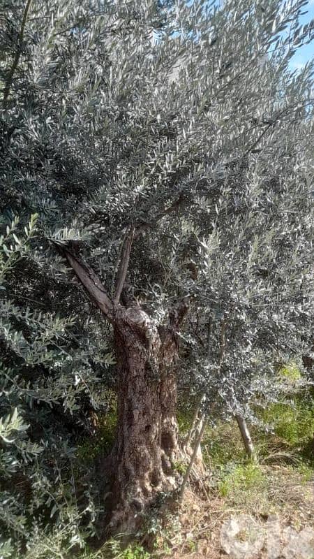 Aged olive trees 2