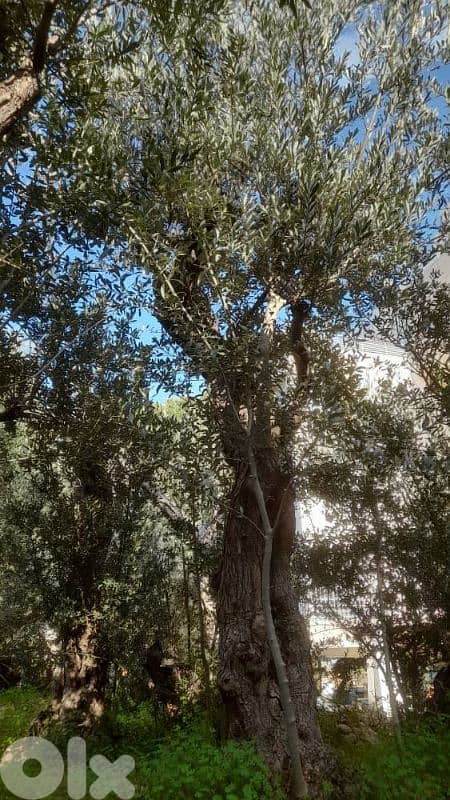 Aged olive trees 3