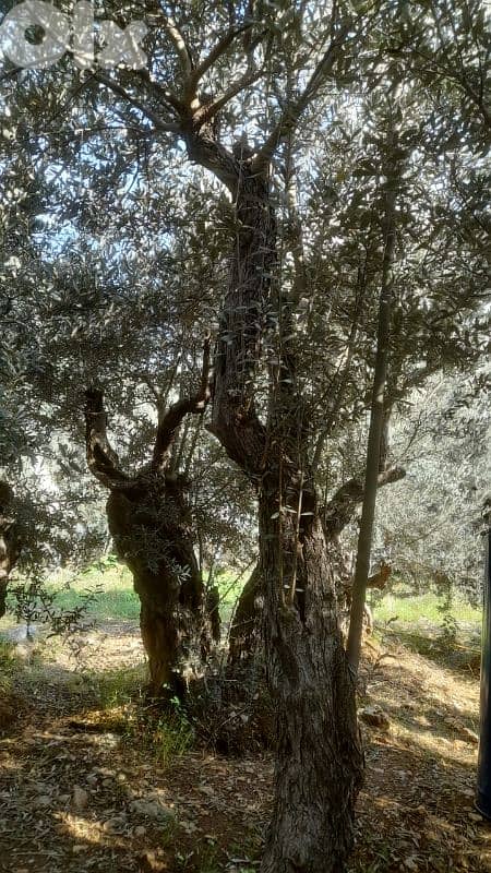 Aged olive trees 4