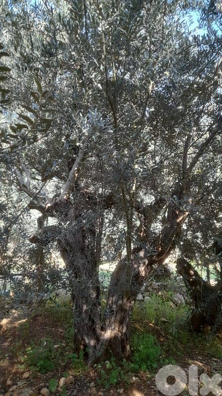 Aged olive trees 5