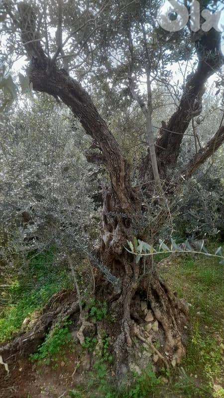 Aged olive trees 6