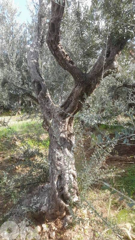 Aged olive trees 7