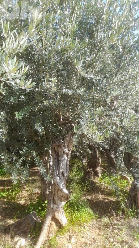 Aged olive trees 8