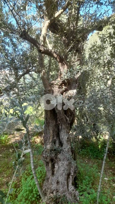 Aged olive trees 10