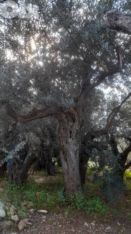 Aged olive trees 11