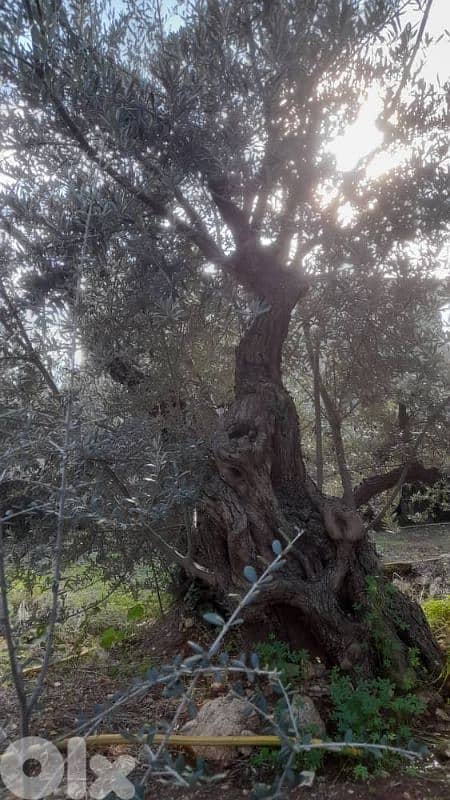 Aged olive trees 12