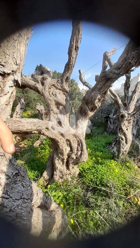 Aged olive trees 14