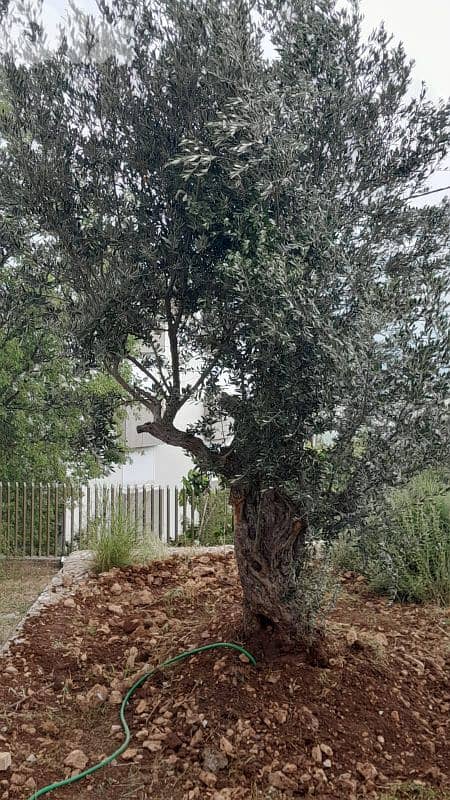 Aged olive trees 16
