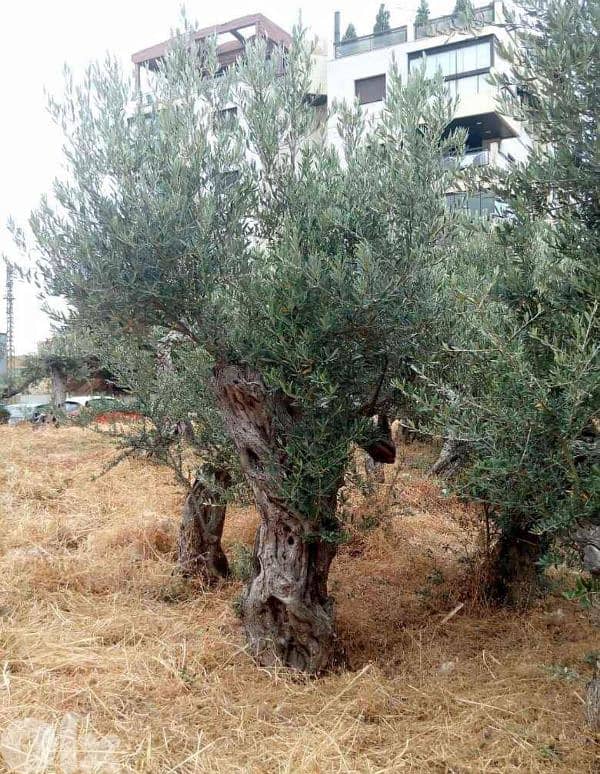 Aged olive trees 17