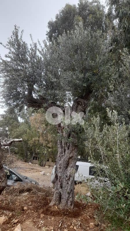 Aged olive trees 18