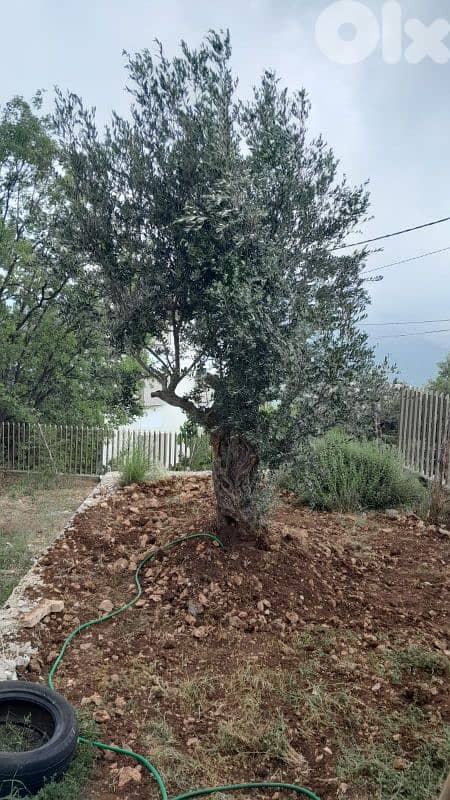 Aged olive trees 19